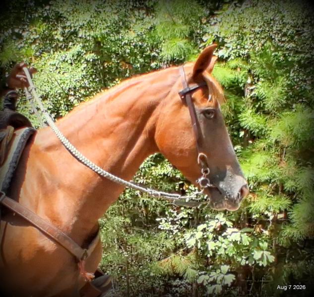 💚Blair • Beginner Safe, Seasoned Trail Mare💚