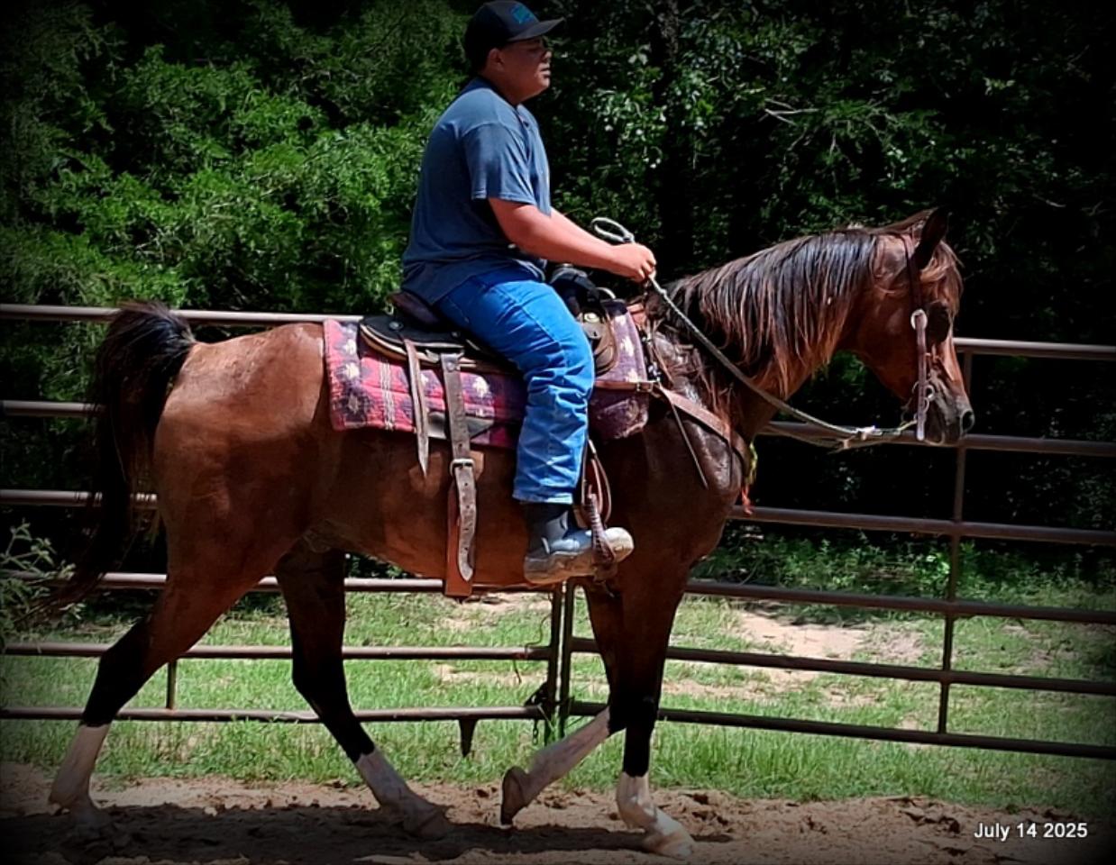 Cash- 11 Year Old Arabian Cross