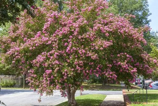 Crape Myrtle (Lagerstroemia indica)