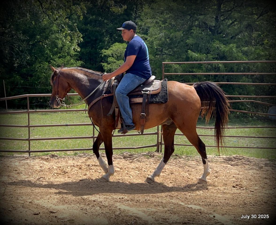 Cash- 11 Year Old Arabian Cross