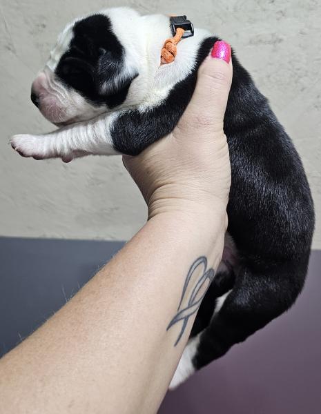 Mantle Male Orange Collar