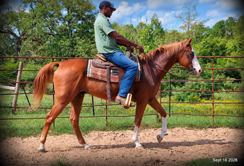 💚 Rocky | Kid-Safe Family Trail Gelding