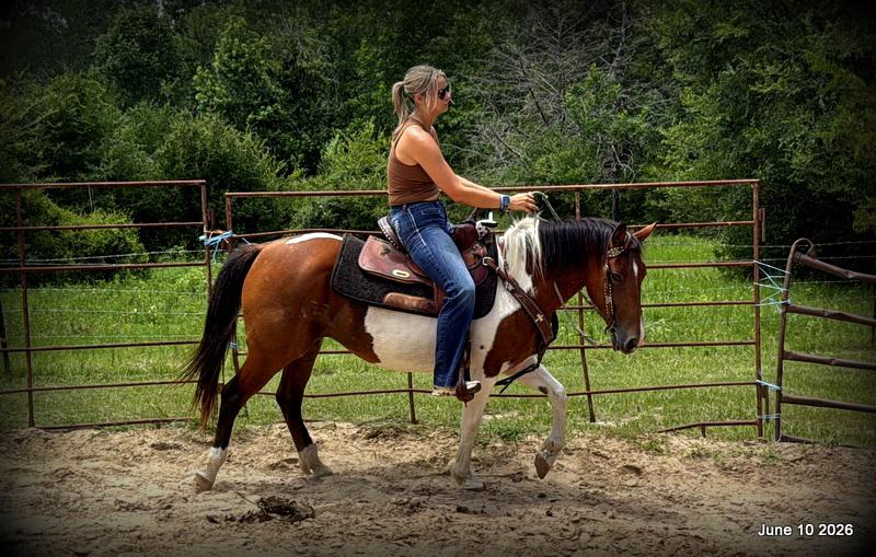 🧡Coca🧡Solid, Sensible Trail Mare 🌟