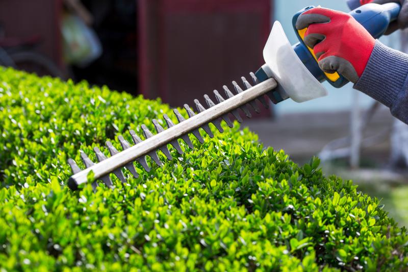 Shrub and Tree Pruning&nbsp;