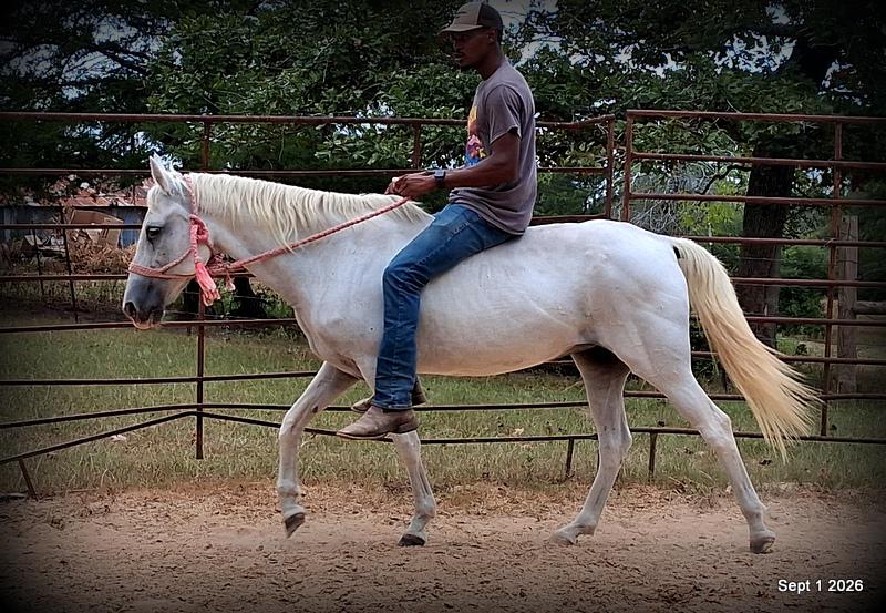 💛 🐴 Wisp • Beginner Safe, Smooth & Gentle Trail Mare 💛