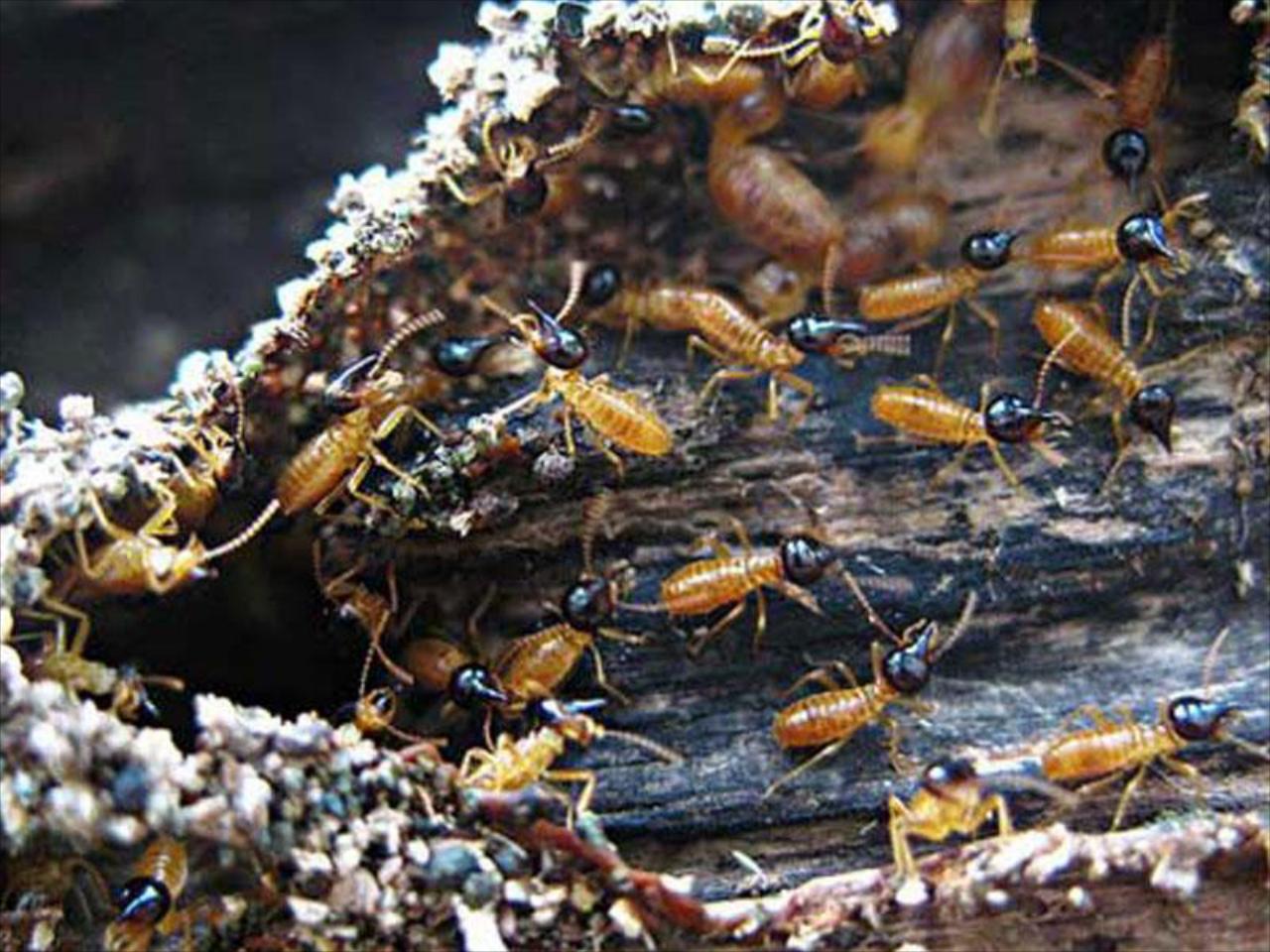 What is a Termite/WDO inspection?