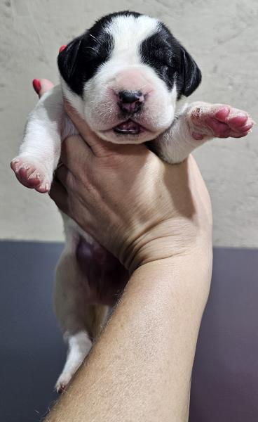 Piebald Male Blue Collar