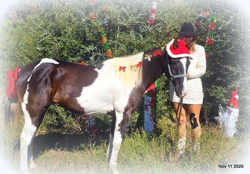 🧡Ragan🧡🎄 ✨ A Christmas Dream Horse Looking for Her Forever Home ✨ 🎄