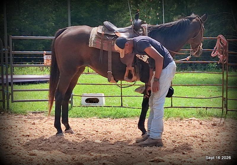 💚 Cat | Kid & Beginner Safe Family Trail Mare