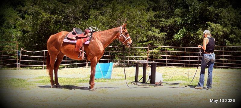 ❤️Mocha❤️Mare with a Story Still Being Written 🌟