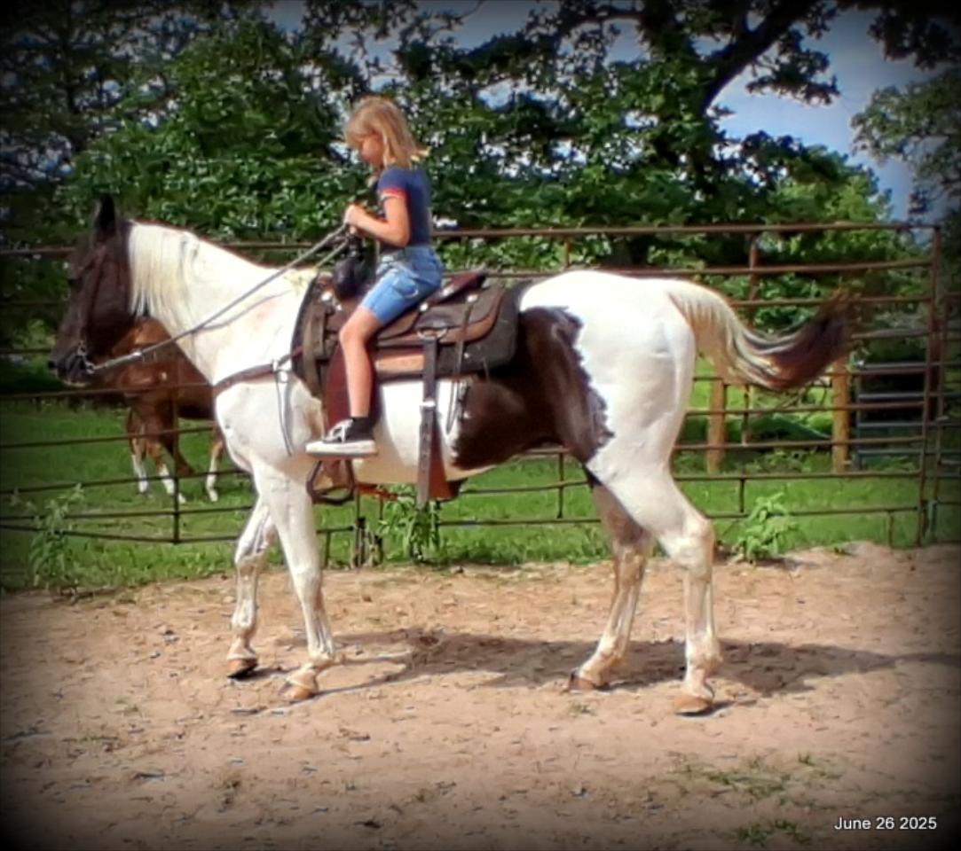 Meet Patrick – The Perfect Family Gelding!