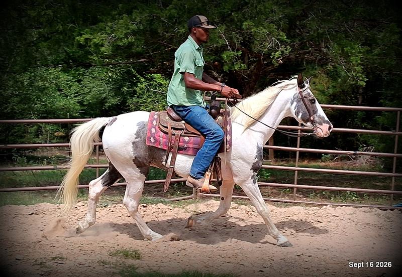 💚 Cosmo | Kid-Safe Spotted Gaited Gelding