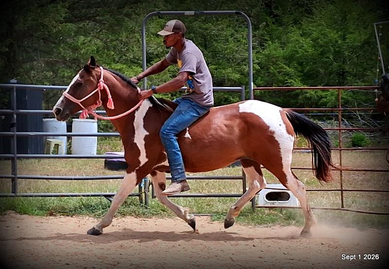 💛 🐴 Milly • Beginner Safe, Confident & Smooth Trail Mare💛