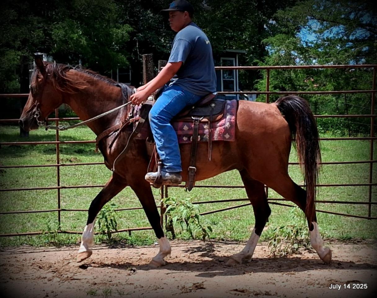 Cash- 11 Year Old Arabian Cross
