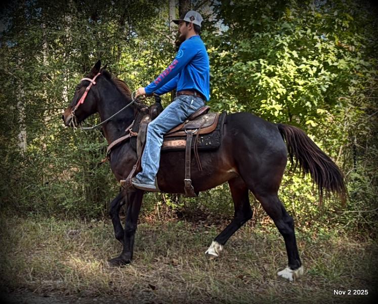 🧡Grace🧡 💔 ✨ The Underdog Who Deserves a Christmas Miracle ✨ 💔