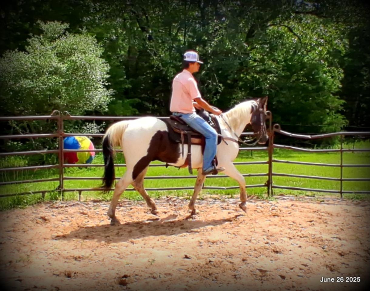 Meet Patrick – The Perfect Family Gelding!