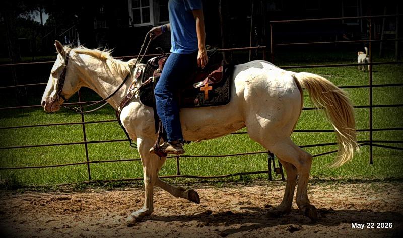 💚Prince💚Meet Prince: Your Dream Riding Partner! 👑