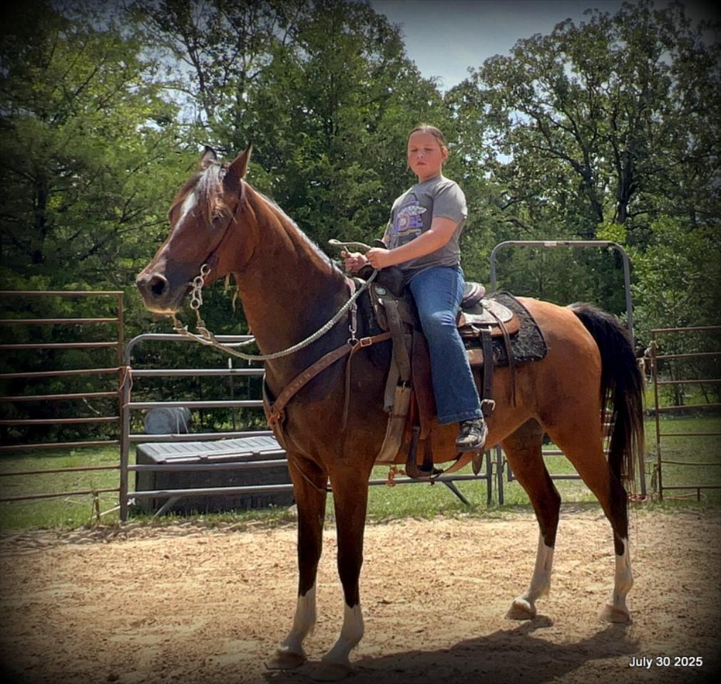 Cash- 11 Year Old Arabian Cross