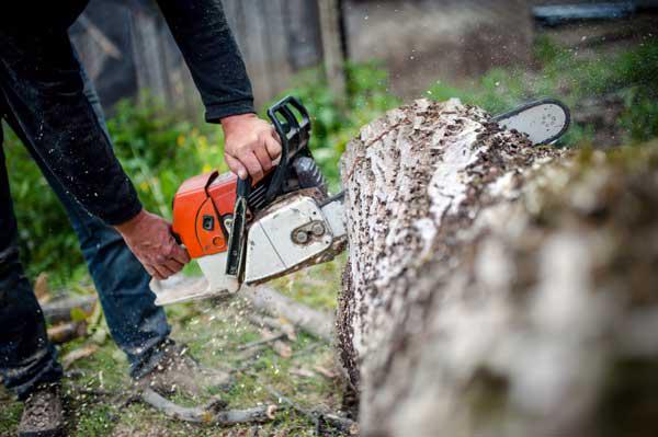 Tree Service In Baltimore, MD - ABC Tree Experts In Baltimore, MD - ABC ...