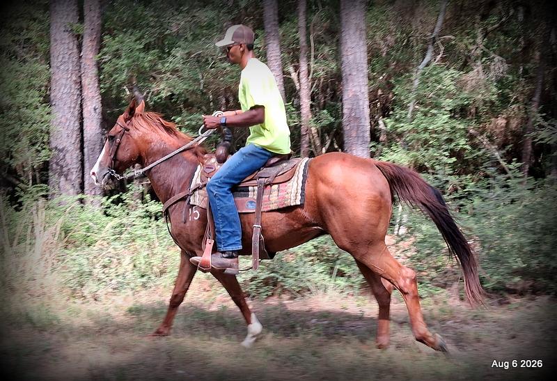 💛🐴 Scarlet • Ranch Experienced, Trail Ready & Ready to Ride💛