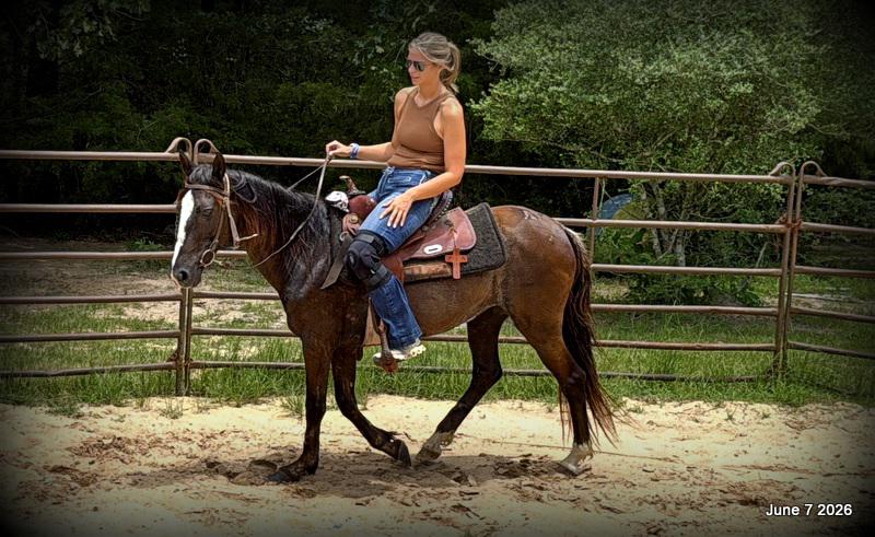 💛Bugs💛Smooth-Gaited Trail Mare 🌟