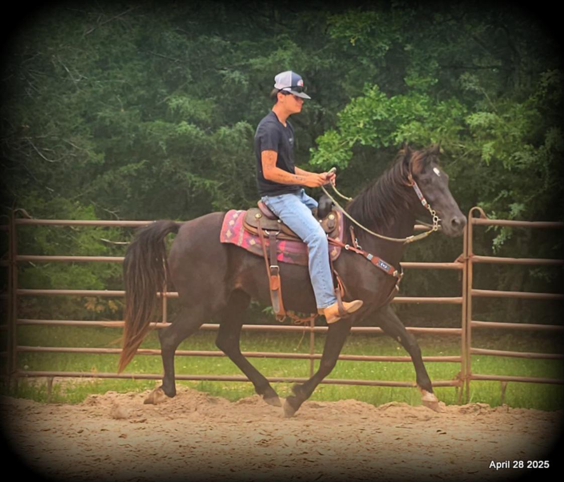 Midnight ***Gentle, Gaited Trail Gelding