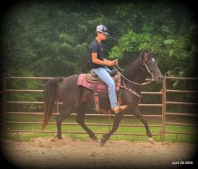 Midnight ***Gentle, Gaited Trail Gelding