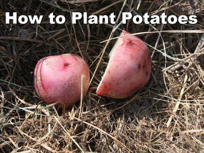 Planting Potatoes