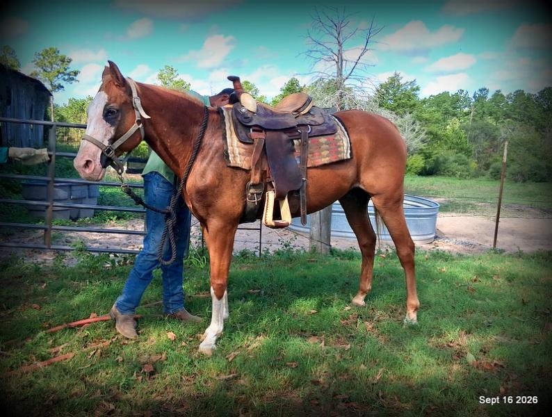 💚 Rocky | Kid-Safe Family Trail Gelding
