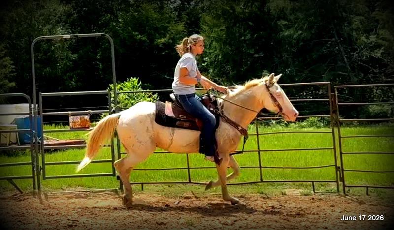 💚Prince💚Meet Prince: Your Dream Riding Partner! 👑
