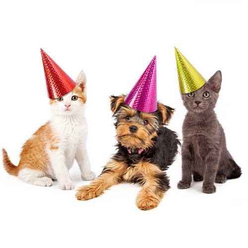 Birthday Parties 