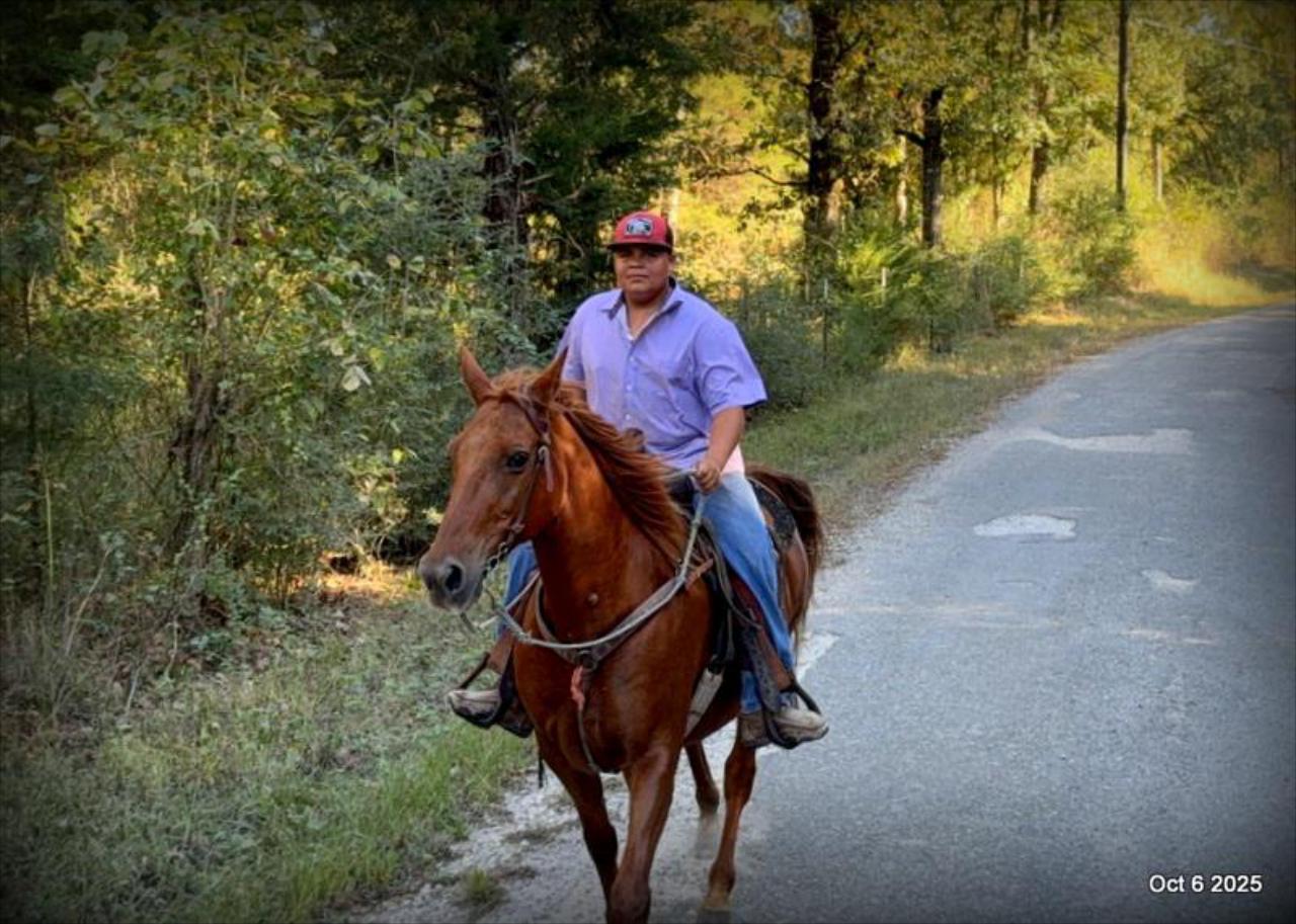 🌹 Meet Missouri – The Mare That Makes Every Ride Feel Like Home 🌹