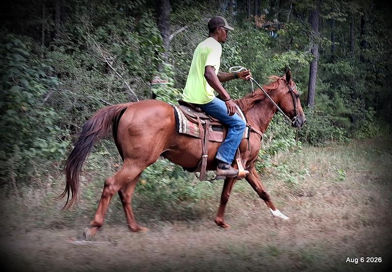 💛🐴 Scarlet • Ranch Experienced, Trail Ready & Ready to Ride💛