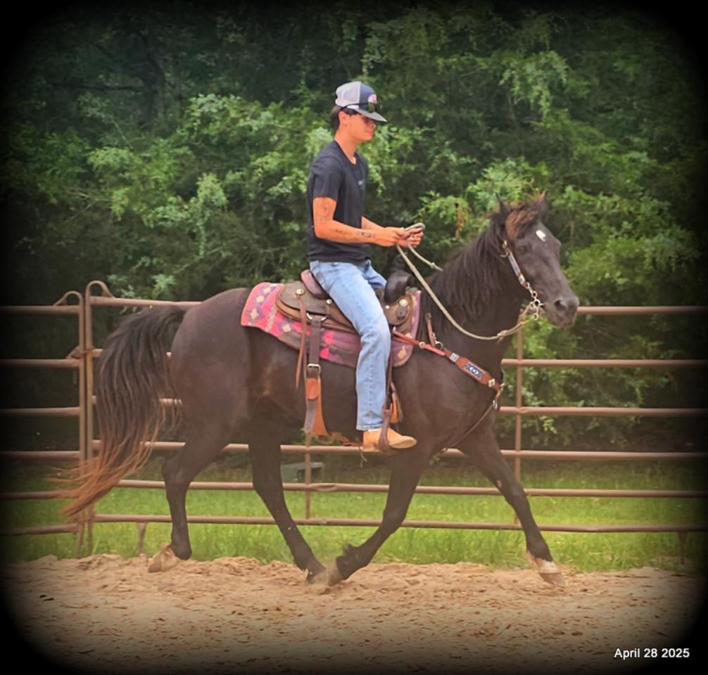 Midnight ***Gentle, Gaited Trail Gelding