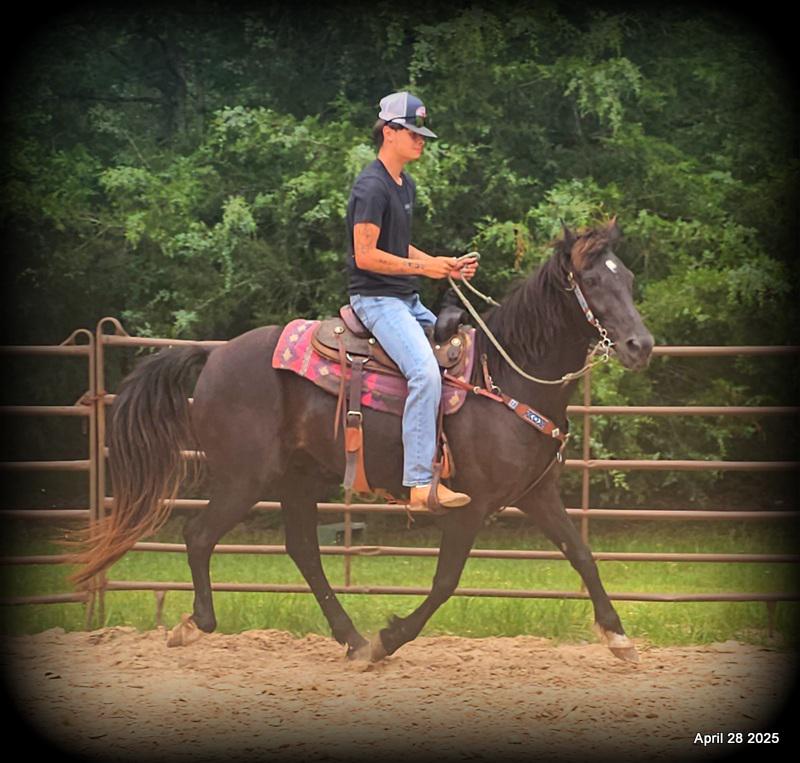 Midnight ***Gentle, Gaited Trail Gelding