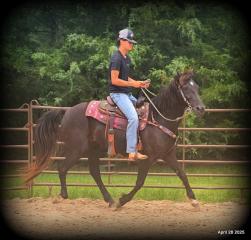 Midnight ***Gentle, Gaited Trail Gelding