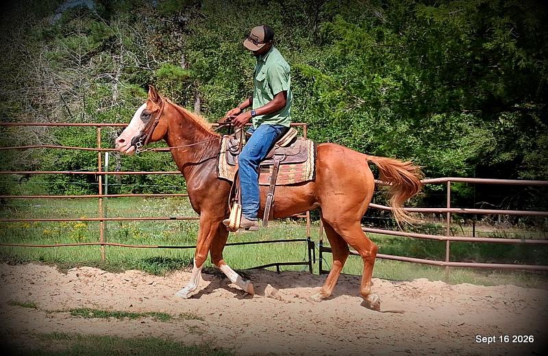 💚 Rocky | Kid-Safe Family Trail Gelding