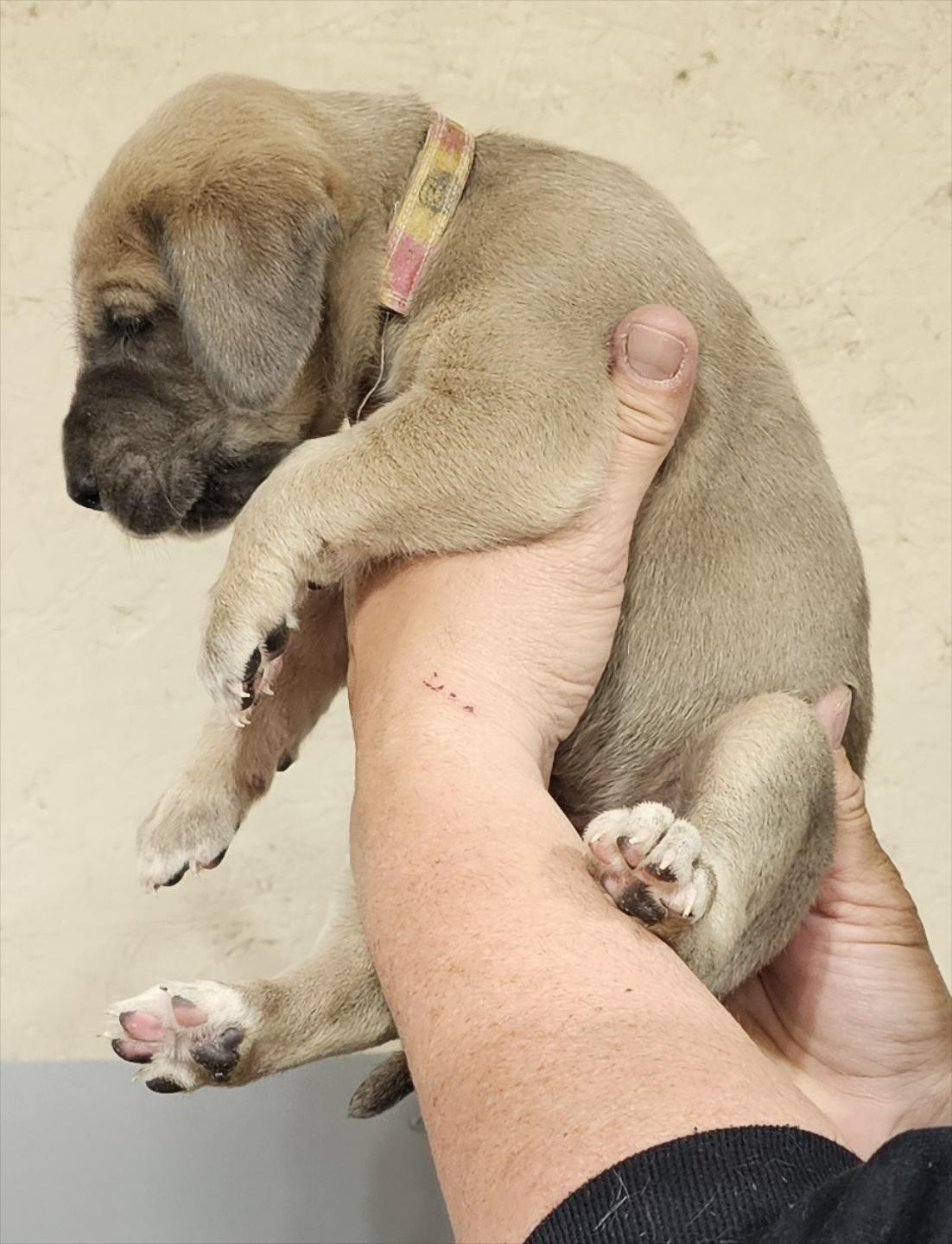 Blue Fawn Female Pink Collar