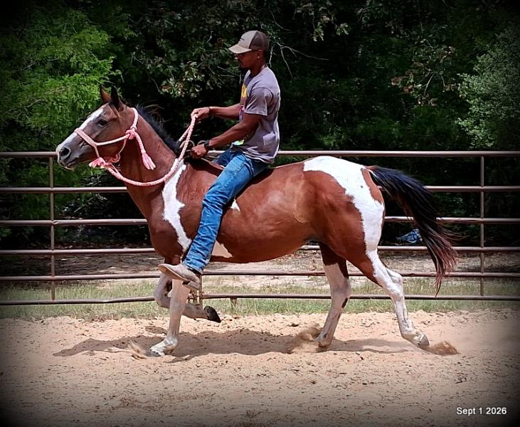 💛 🐴 Milly • Beginner Safe, Confident & Smooth Trail Mare💛