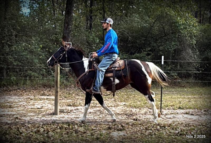 🧡Ragan🧡🎄 ✨ A Christmas Dream Horse Looking for Her Forever Home ✨ 🎄