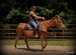 Belle’s Story: A Heart That Never Gave Up