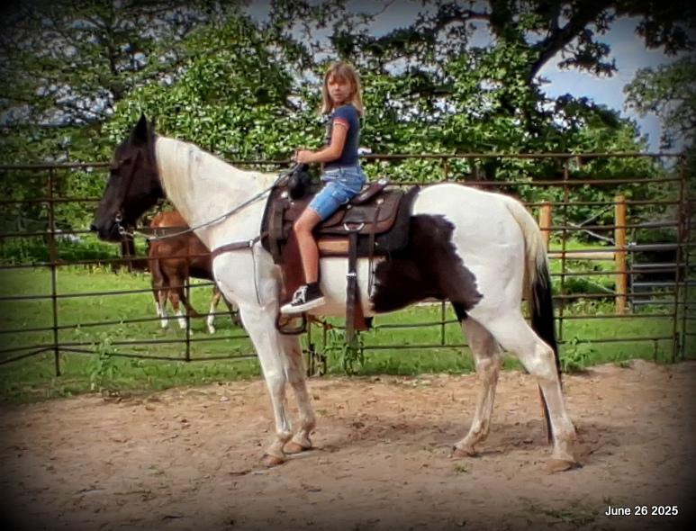 Meet Patrick – The Perfect Family Gelding!