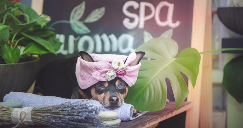 Pet Grooming and Spa In The Villages, FL Nature's Pet Day Spa In The