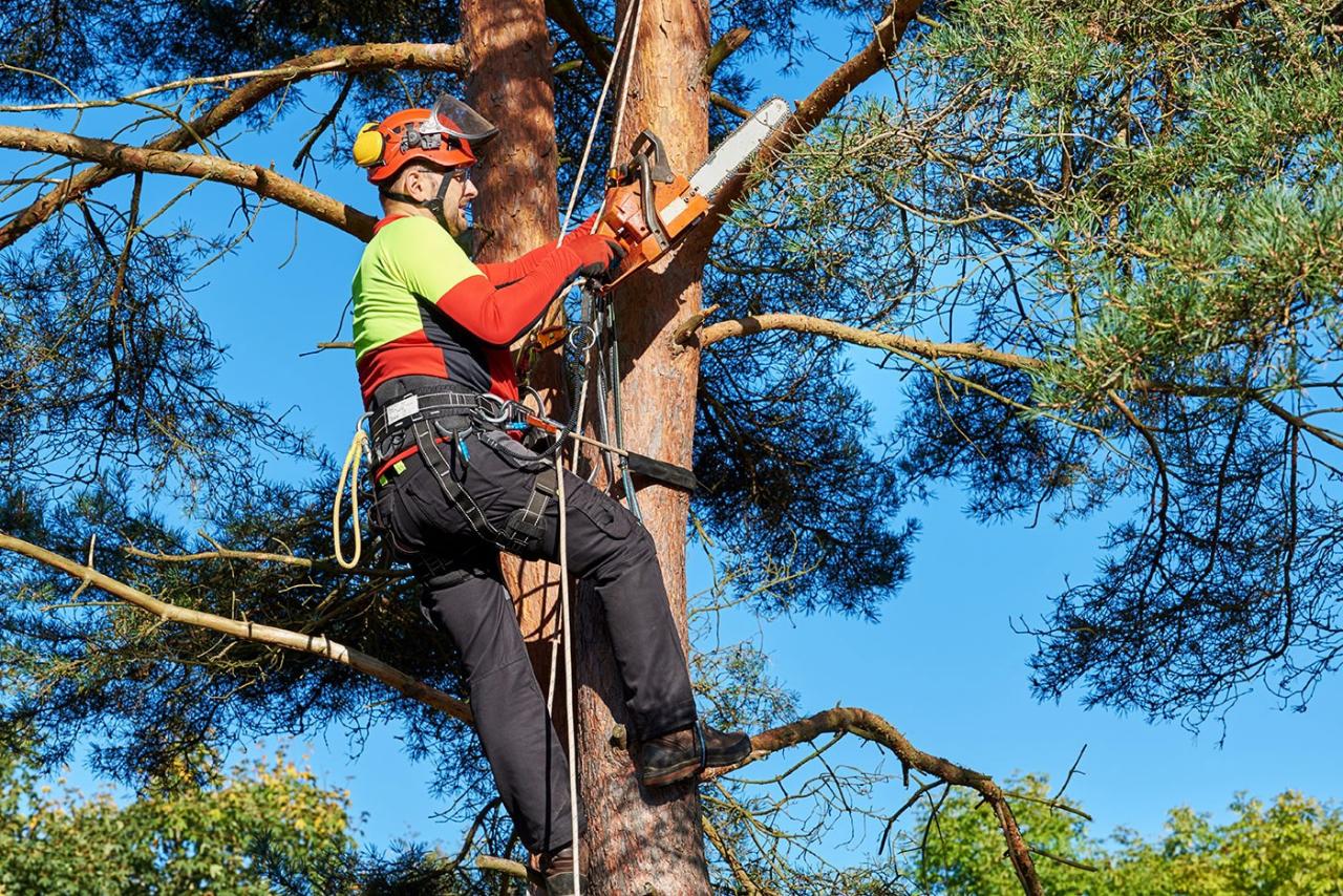 Having a well-trimmed tree can provide great aesthetic appeal for any property