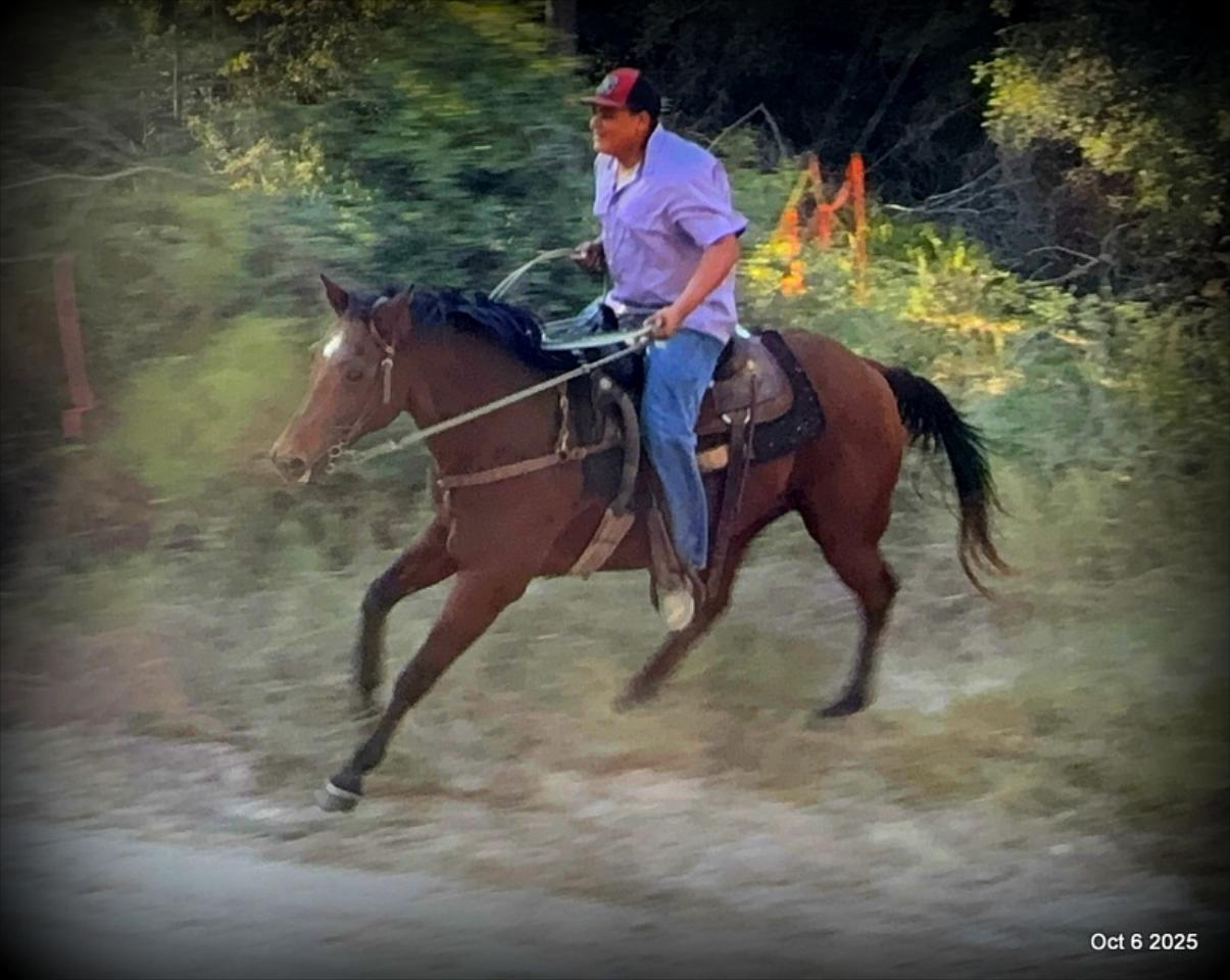 🌟 Meet Brownie – Your All-Around Ranch and Trail Partner 🌟