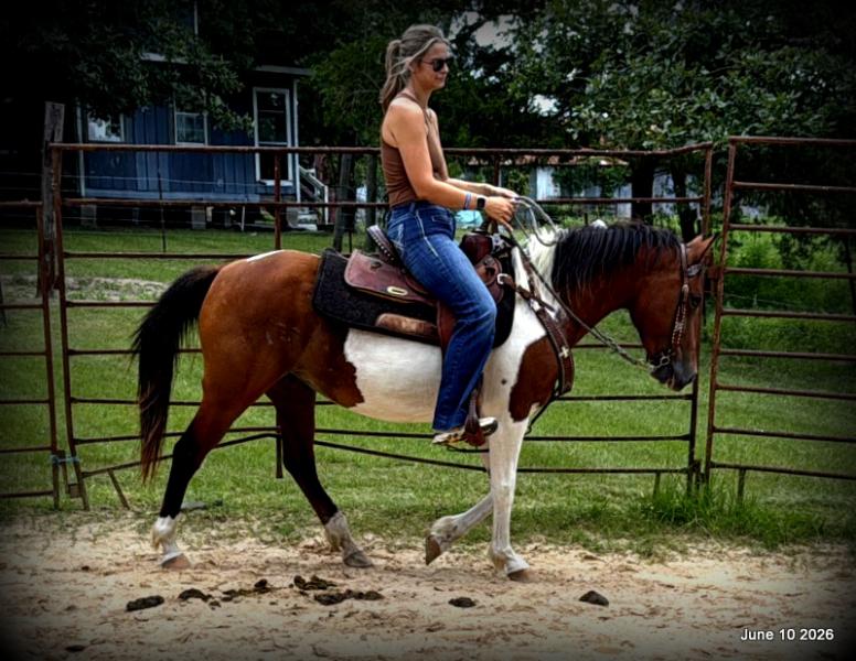 🧡Coca🧡Solid, Sensible Trail Mare 🌟