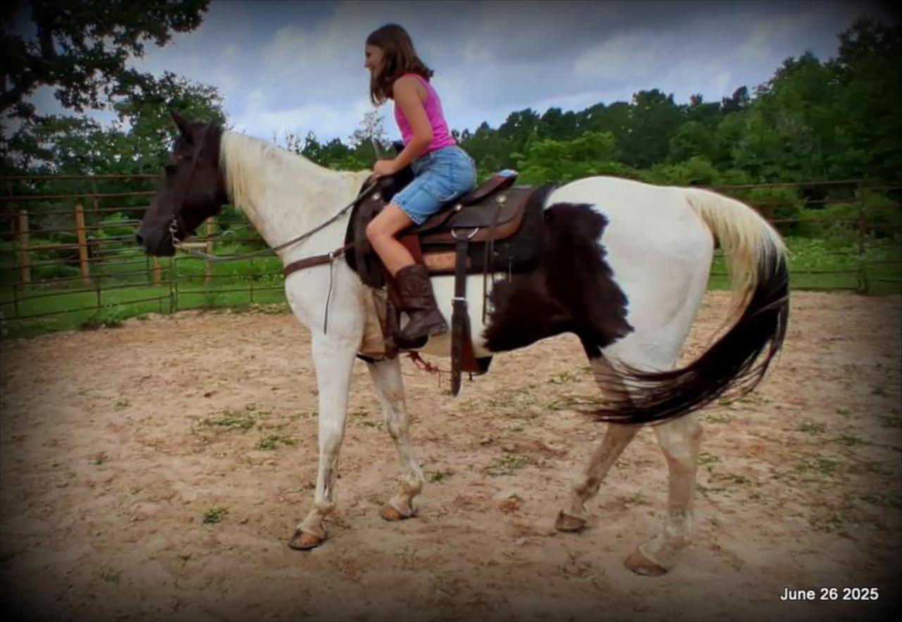Meet Patrick – The Perfect Family Gelding!