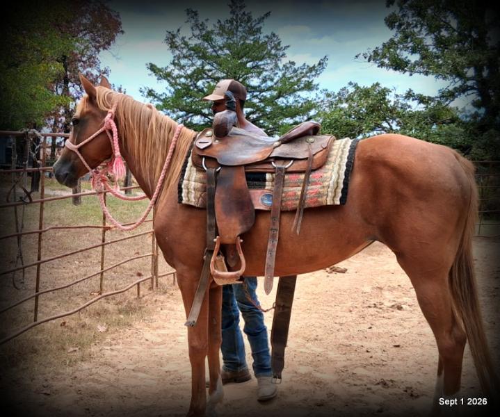 💚🐴 Blair • Kid Safe, Beginner Safe & Sweet Trail Mare💚