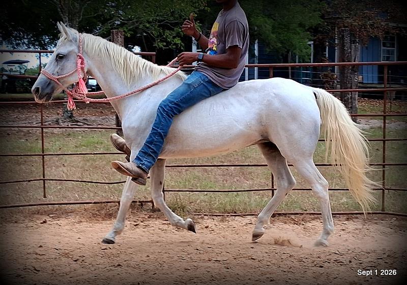 💛 🐴 Wisp • Beginner Safe, Smooth & Gentle Trail Mare 💛