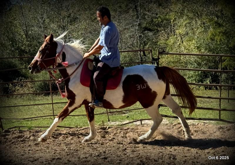 Jazzy – A Warrior Seeking Her Second Chance